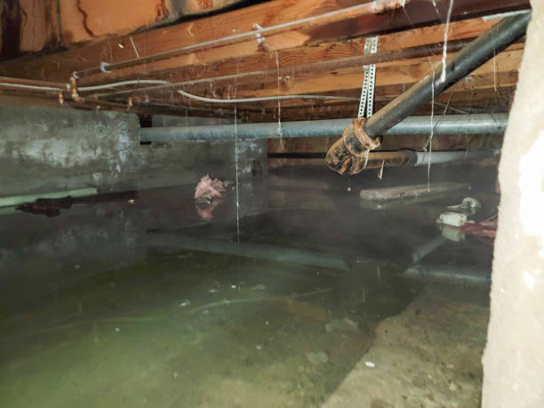 Best Emergency water damage restoration  in Romeo, MI