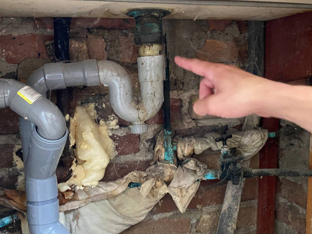 Best Mold removal after water damage  in Romeo, MI